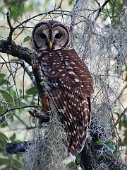 Barred owl-07-091811